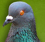 pigeon