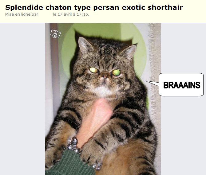 chaton_zombi